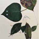 Leaves