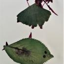 Leaves