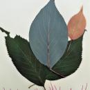 Leaves